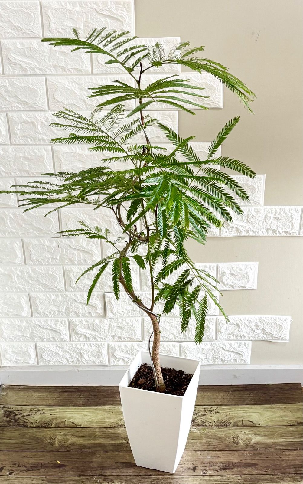 現品】エバーフレッシュ 曲がり樹形 7号鉢 観葉植物 - メルカリ
