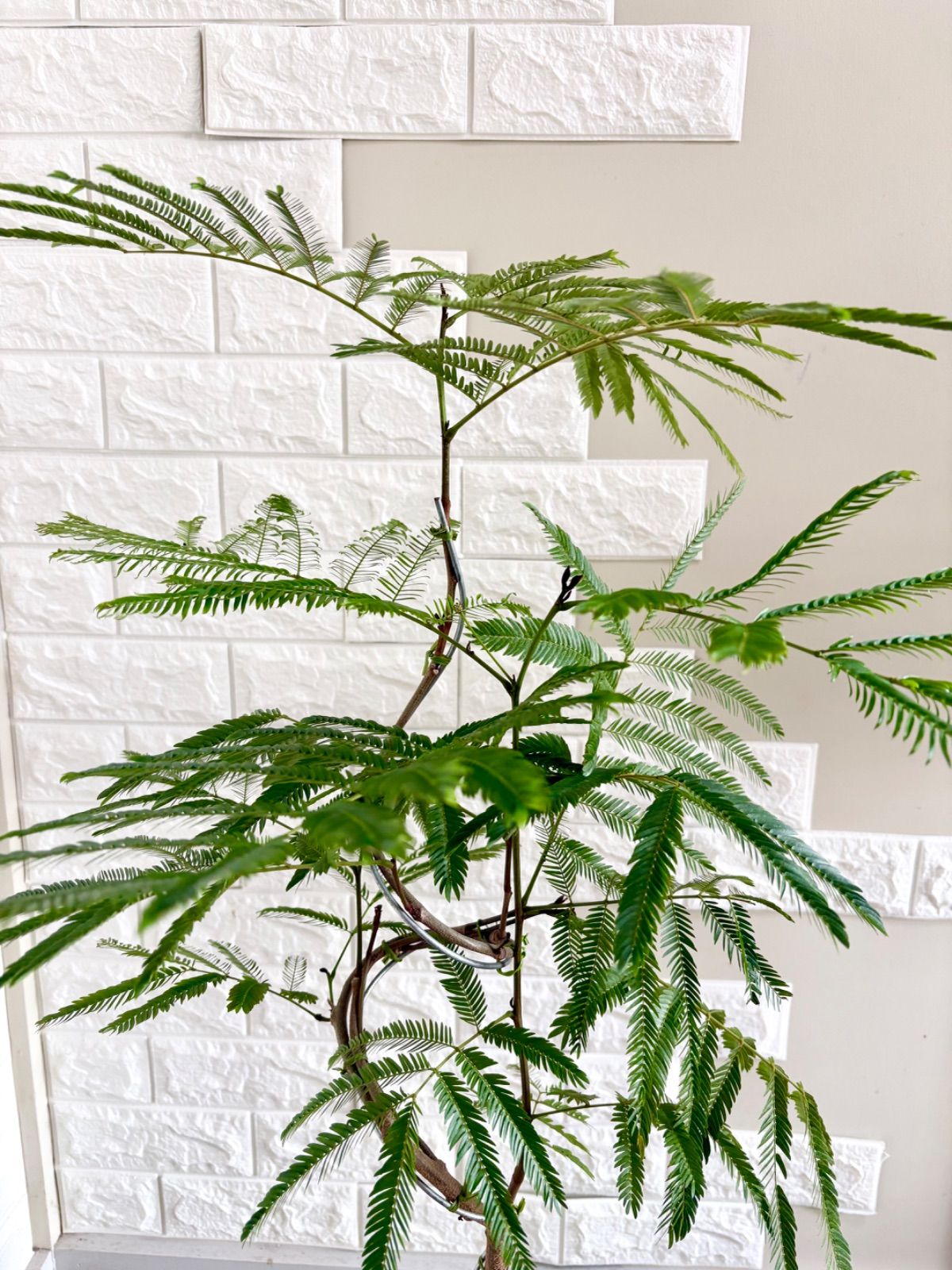 現品】エバーフレッシュ 曲がり樹形 7号鉢 観葉植物 - メルカリ