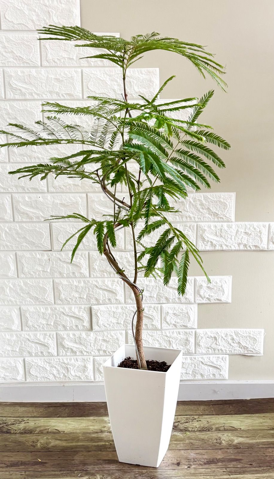 現品】エバーフレッシュ 曲がり樹形 7号鉢 観葉植物 - メルカリ
