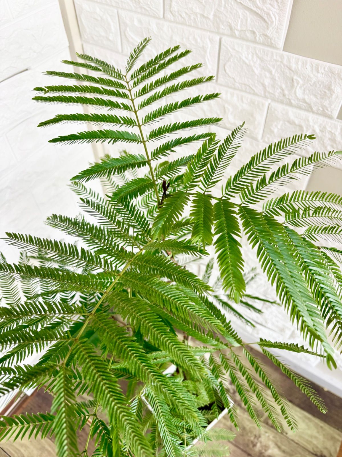 現品】エバーフレッシュ 曲がり樹形 7号鉢 観葉植物 - メルカリ