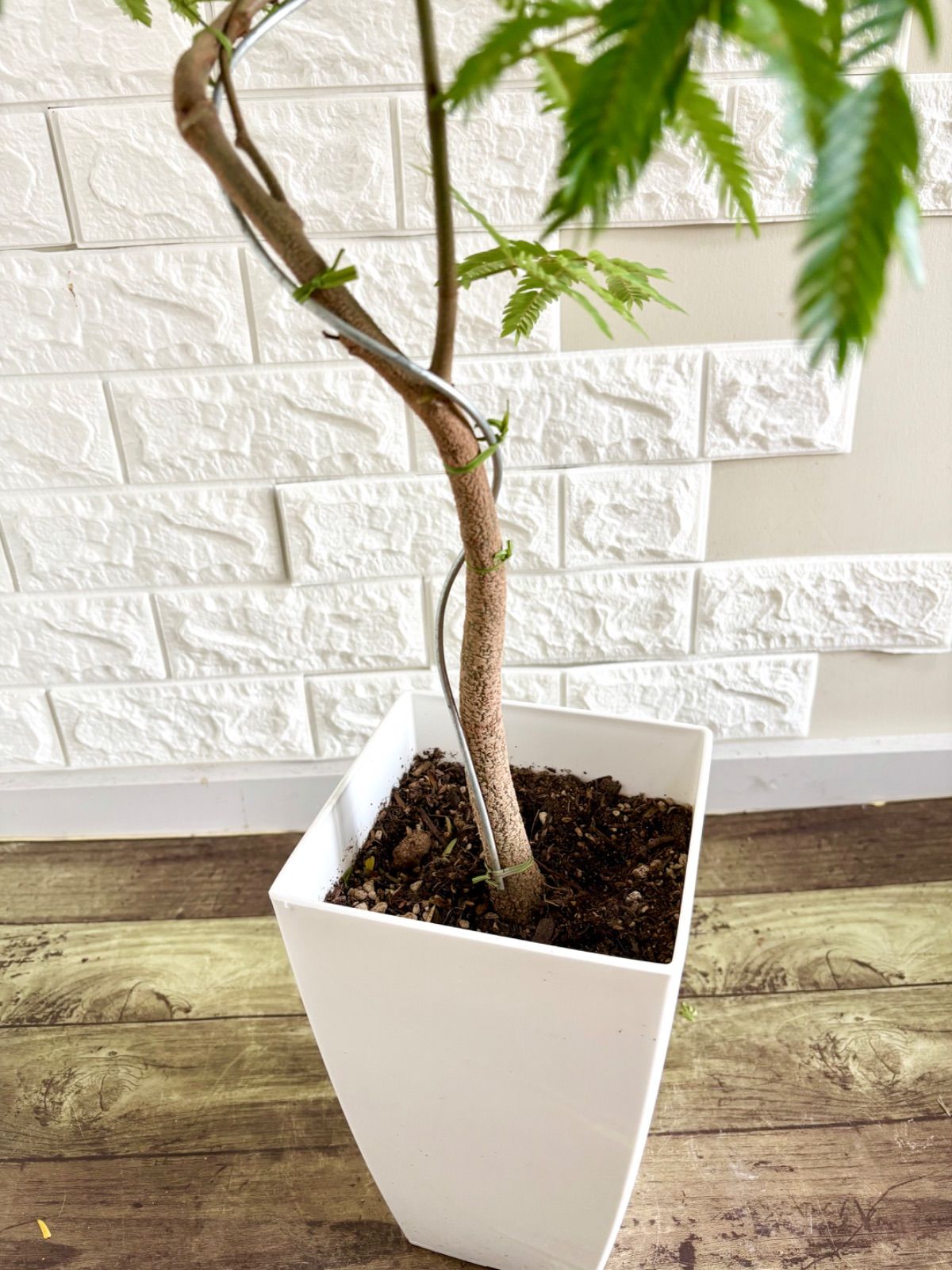 現品】エバーフレッシュ 曲がり樹形 7号鉢 観葉植物 - メルカリ