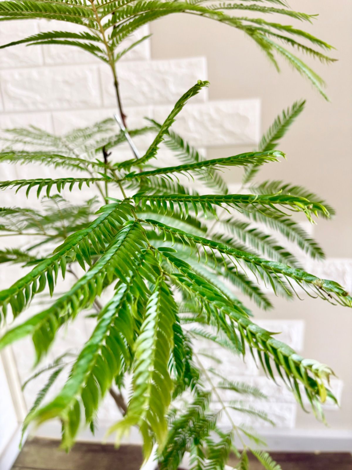 現品】エバーフレッシュ 曲がり樹形 7号鉢 観葉植物 - メルカリ