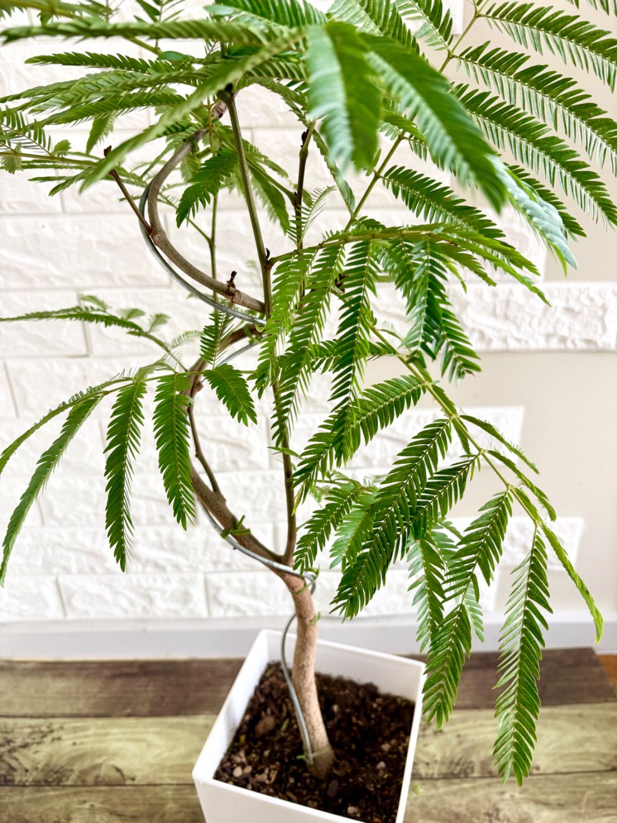 現品】エバーフレッシュ 曲がり樹形 7号鉢 観葉植物 - メルカリ