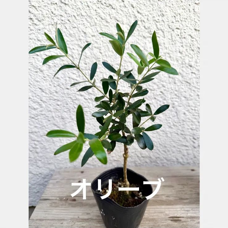 オリーブ 苗木 アルベキナ 1株 シンボルツリー 観葉植物 初心者向け