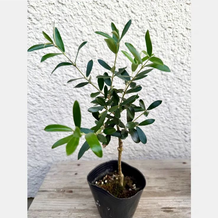 オリーブ 苗木 アルベキナ 1株 シンボルツリー 観葉植物 初心者向け