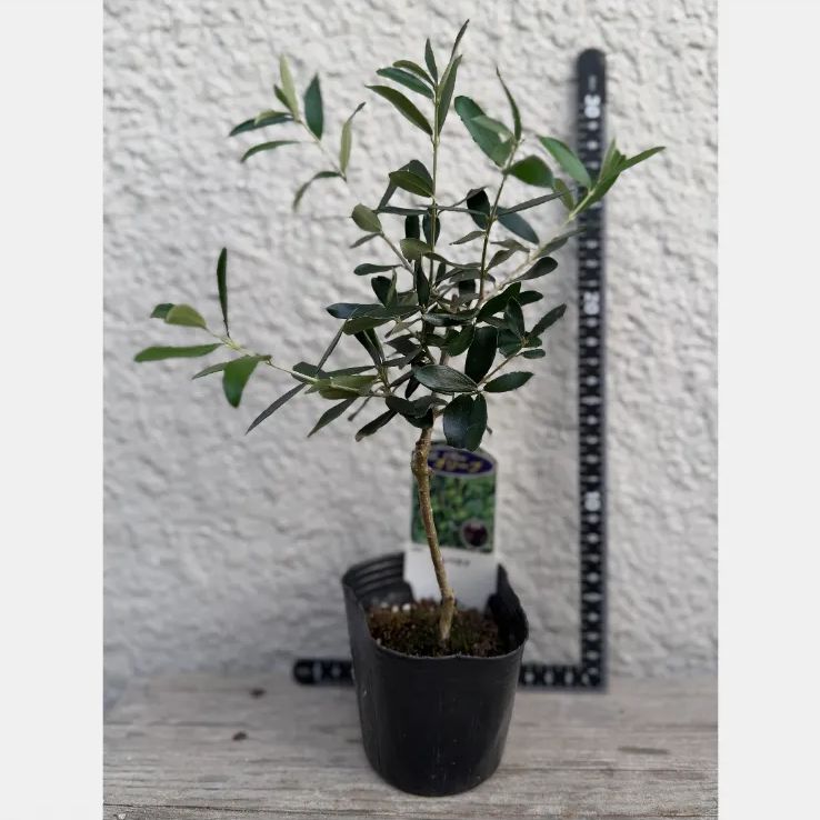 オリーブ 苗木 アルベキナ 1株 シンボルツリー 観葉植物 初心者向け