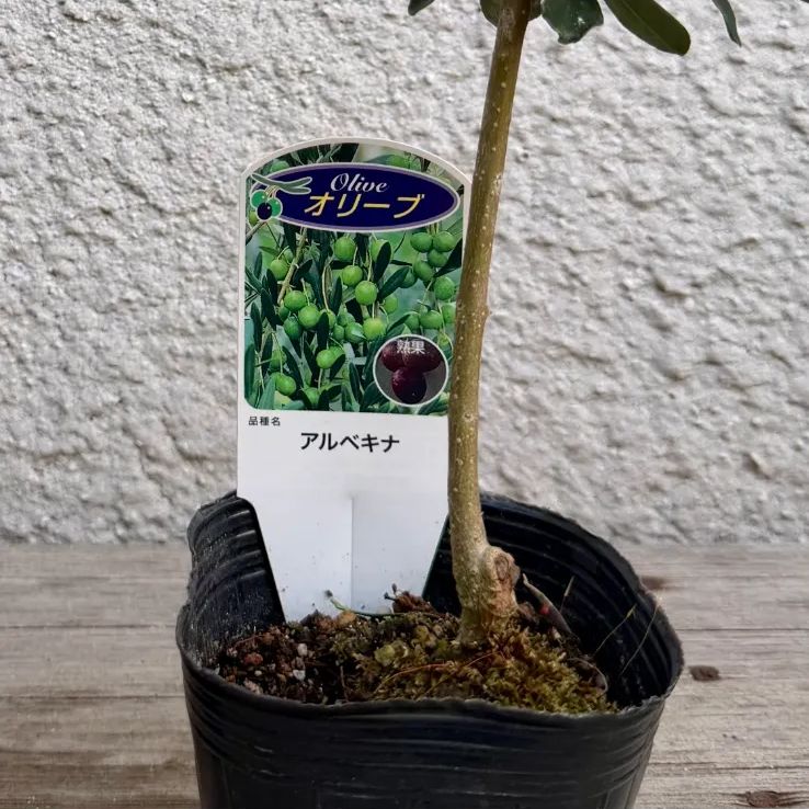 オリーブ 苗木 アルベキナ 1株 シンボルツリー 観葉植物 初心者向け