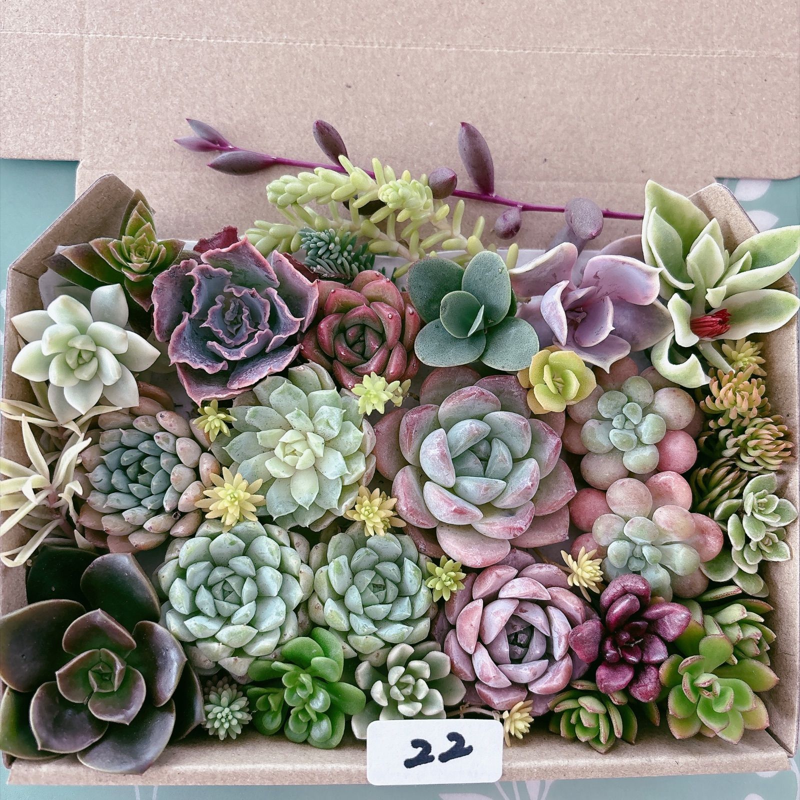 多肉植物　寄せ植え　2段 22 多肉植物寄せ植えセット - メルカリ