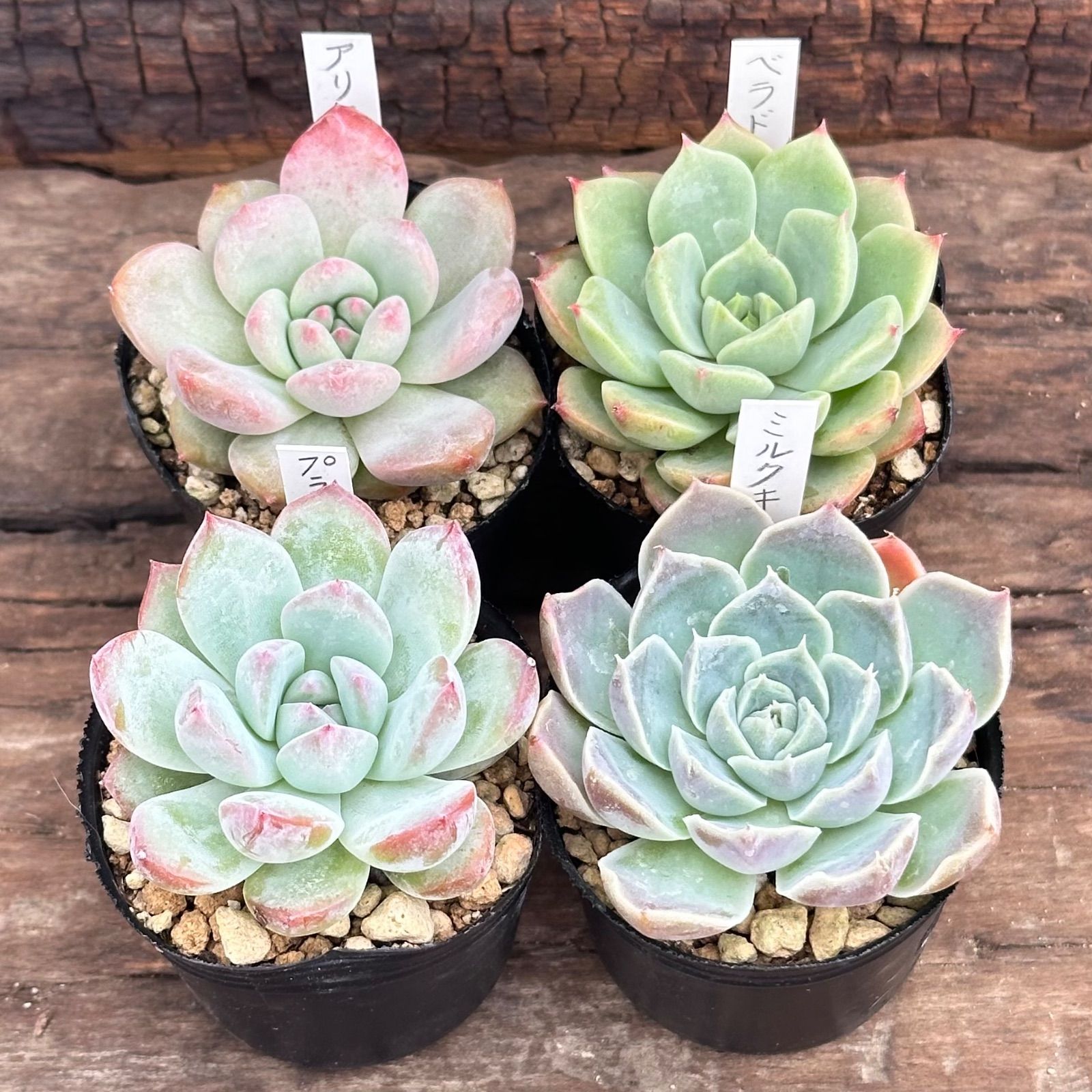 多肉植物。 アエオニウム　4種法師セット　セール。メルカリ便発送 多肉植物。 アエオニウム 4種法師セット セール。メルカリ便発送 多肉