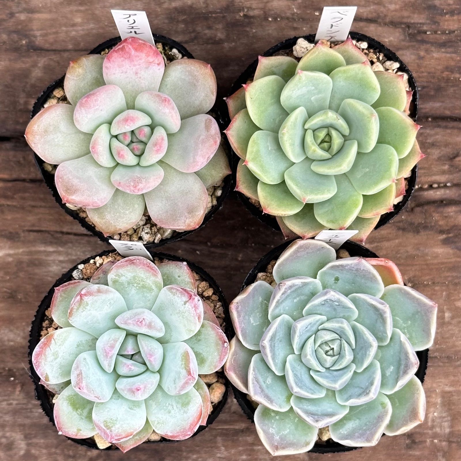 7-17】多肉植物4点セット（現品限り） - メルカリ