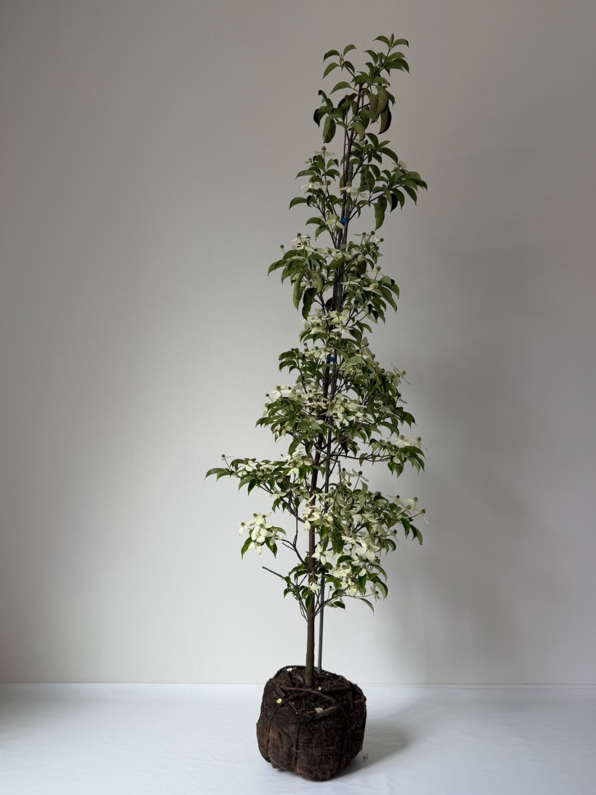 【植木職人が剪定】常緑ヤマボウシ鉢植え　樹高　1.7m