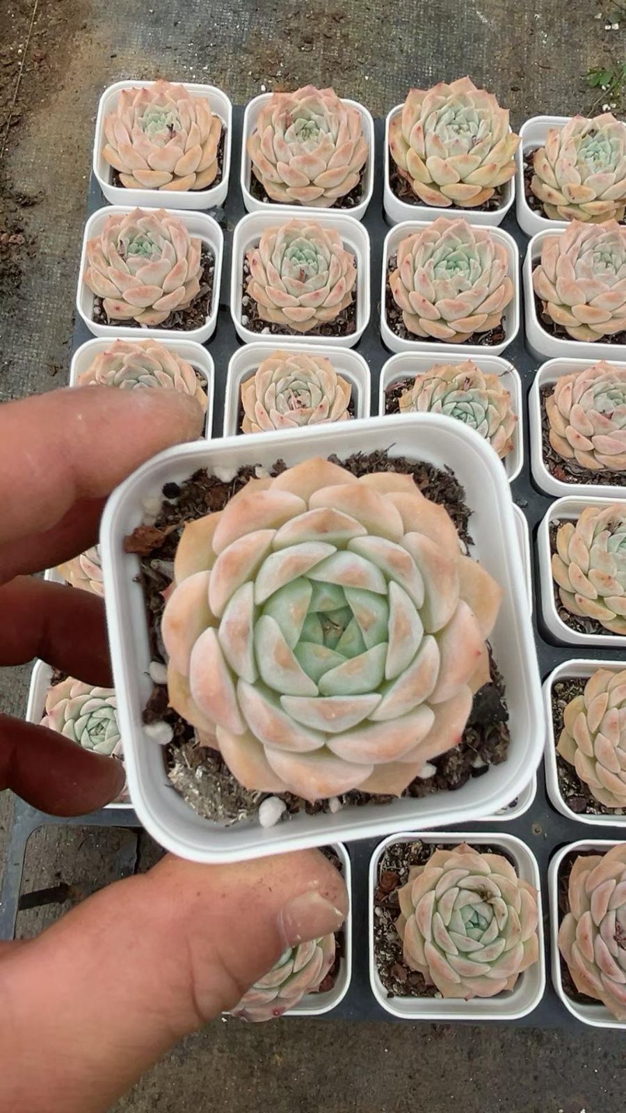 新入荷　50株の抜き苗セット　純愛　多肉植物　佐川急便発送　エケベリア　セダム　韓国苗　Z6672