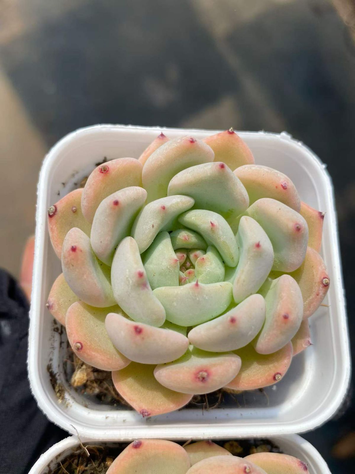 新入荷 24株の抜き苗セット アサオレンジ 多肉植物 佐川急便発送
