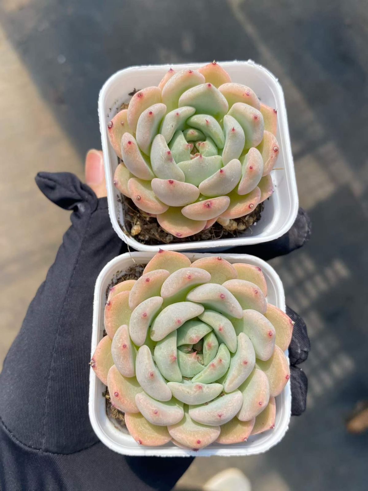 新入荷 24株の抜き苗セット アサオレンジ 多肉植物 佐川急便発送