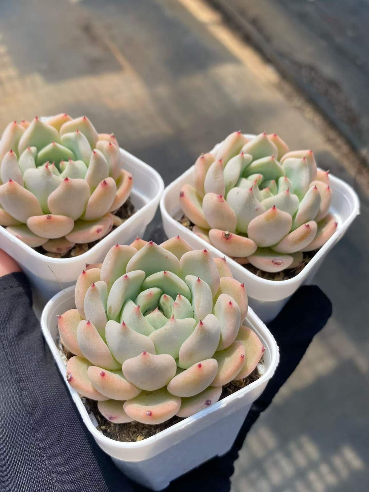 新入荷 24株の抜き苗セット アサオレンジ 多肉植物 佐川急便発送