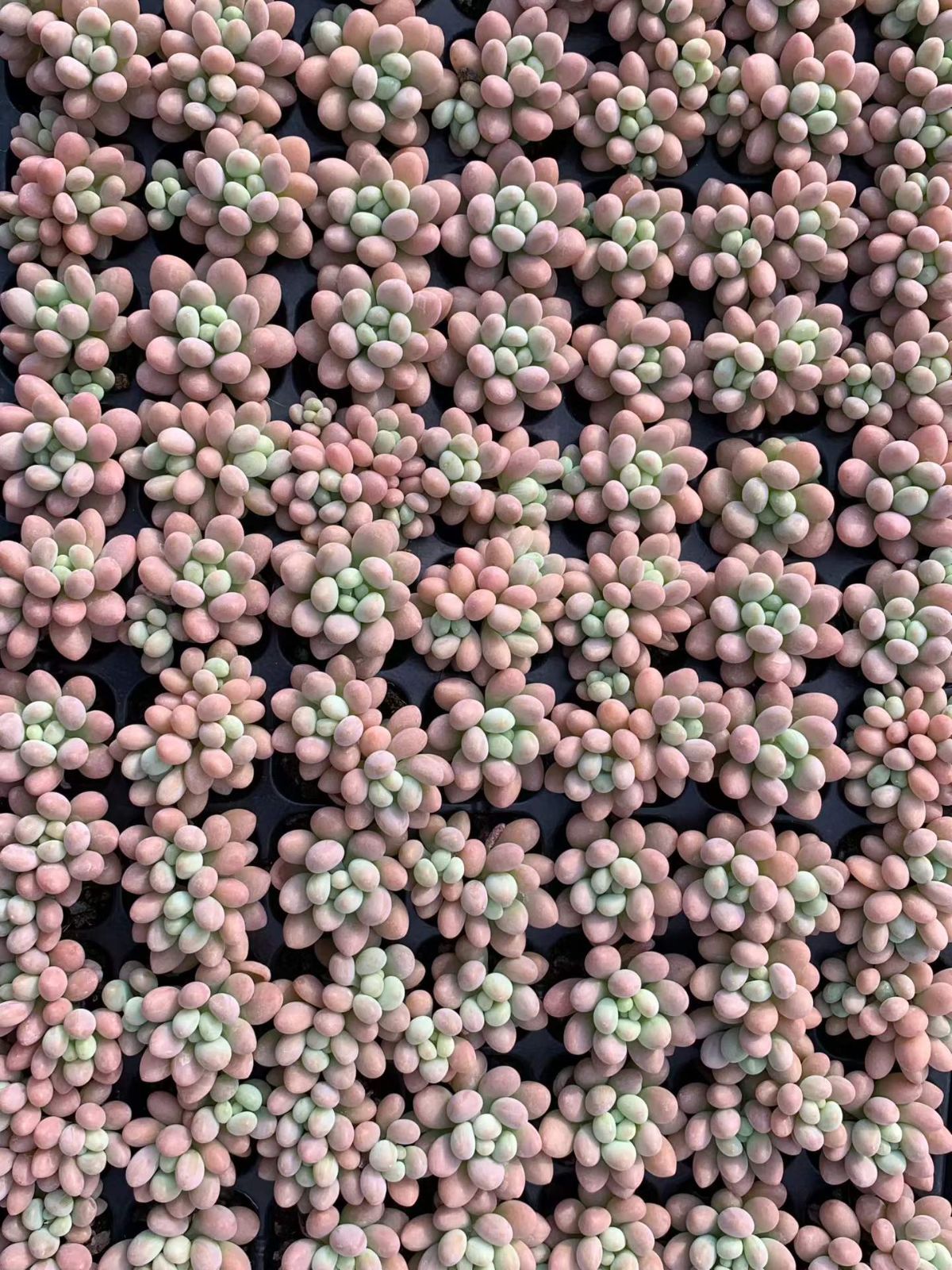 観葉植物 X1050ピンククリスタル×105苗 多肉植物 エケベリア セダム