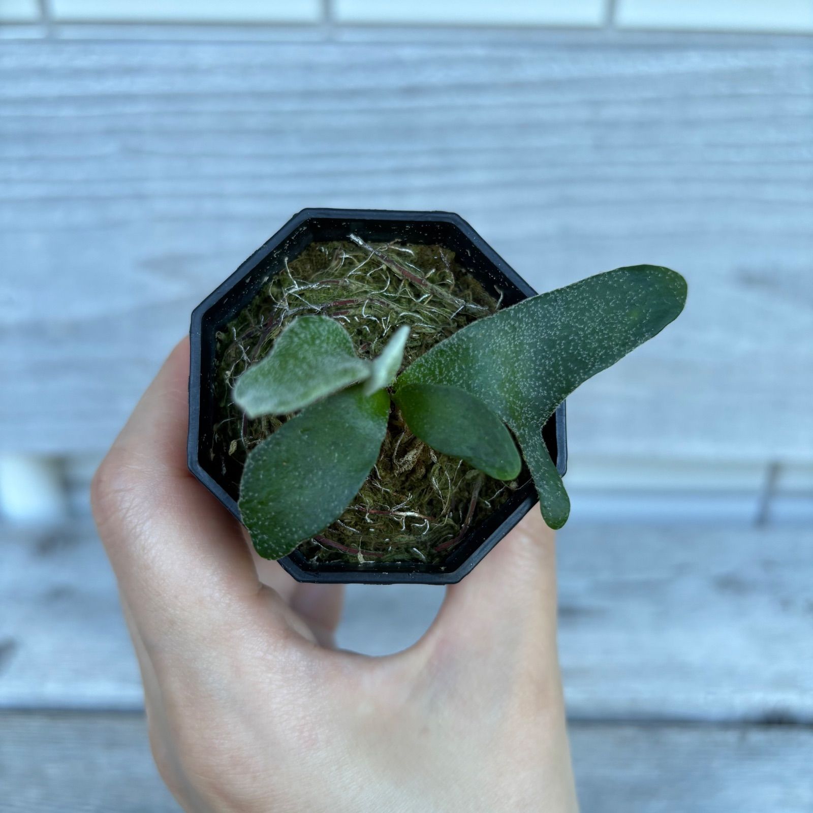 MaYu　ビカクシダ P. willinckii ‘Masayu’ P. willinckii ' Masayu'【TC】 ビカクシダ - メルカリ