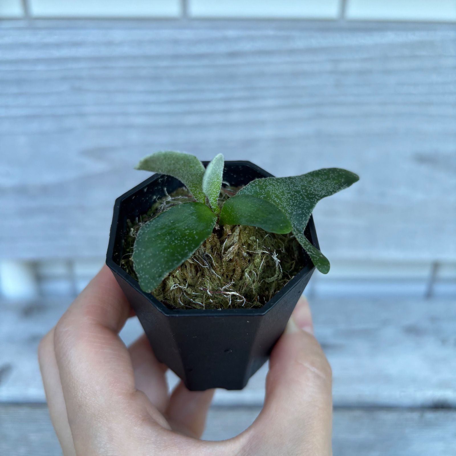 P. willinckii ' Masayu'【TC】 ビカクシダ - メルカリ