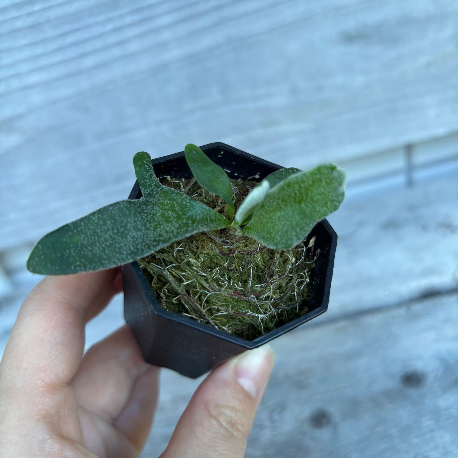 P. willinckii ' Masayu'【TC】 ビカクシダ - メルカリ