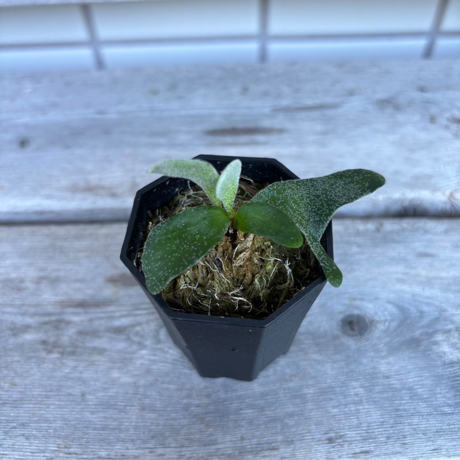 【メルカリ便】P. Willinckii Masayu (TC)【24】 P. willinckii ' Masayu'【TC】 ビカクシダ - メルカリ