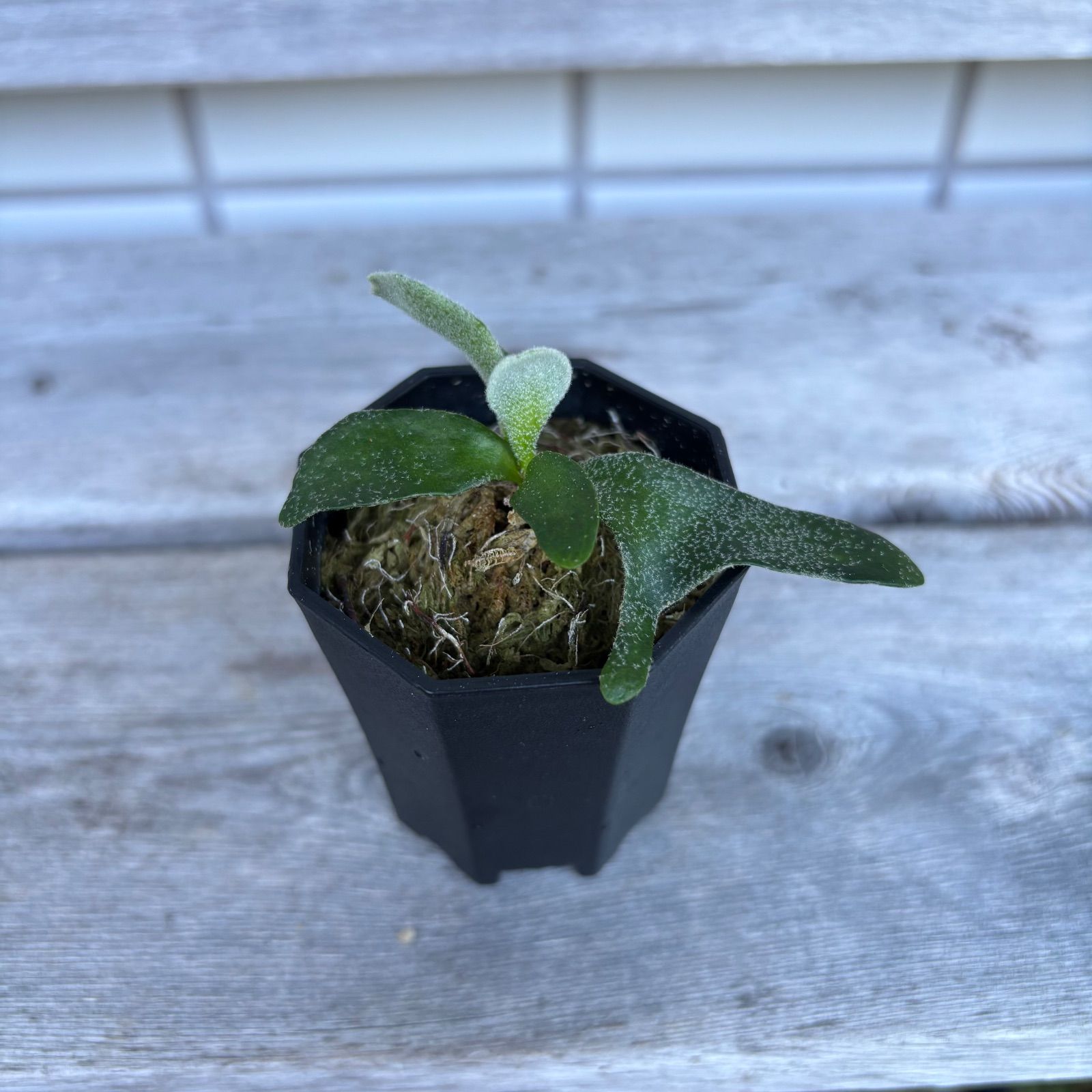 MaYu　ビカクシダ P. willinckii ‘Masayu’ P. willinckii ' Masayu'【TC】 ビカクシダ - メルカリ