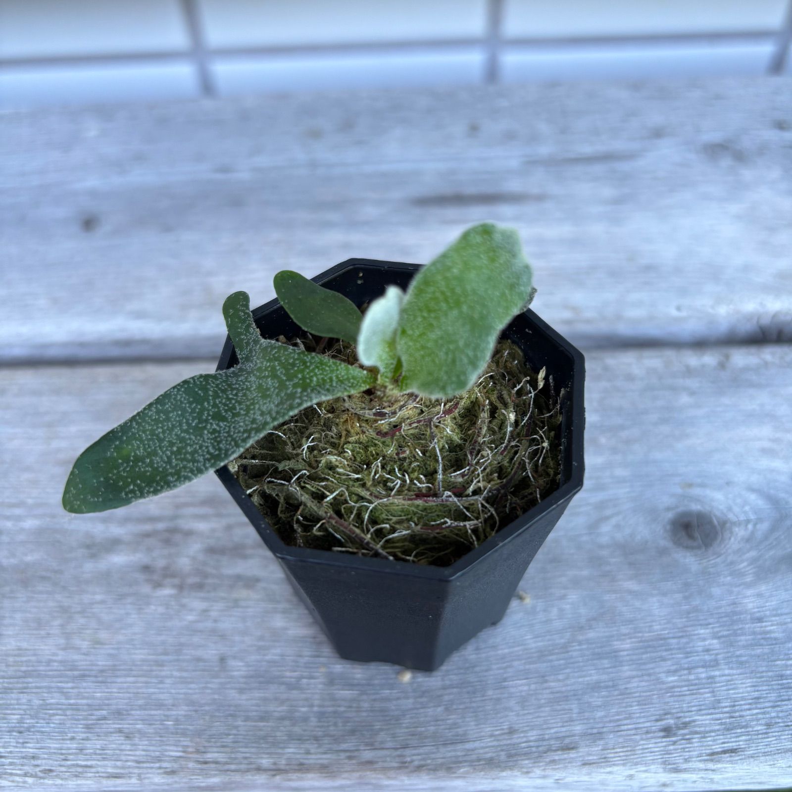 P. willinckii ' Masayu'【TC】 ビカクシダ - メルカリ