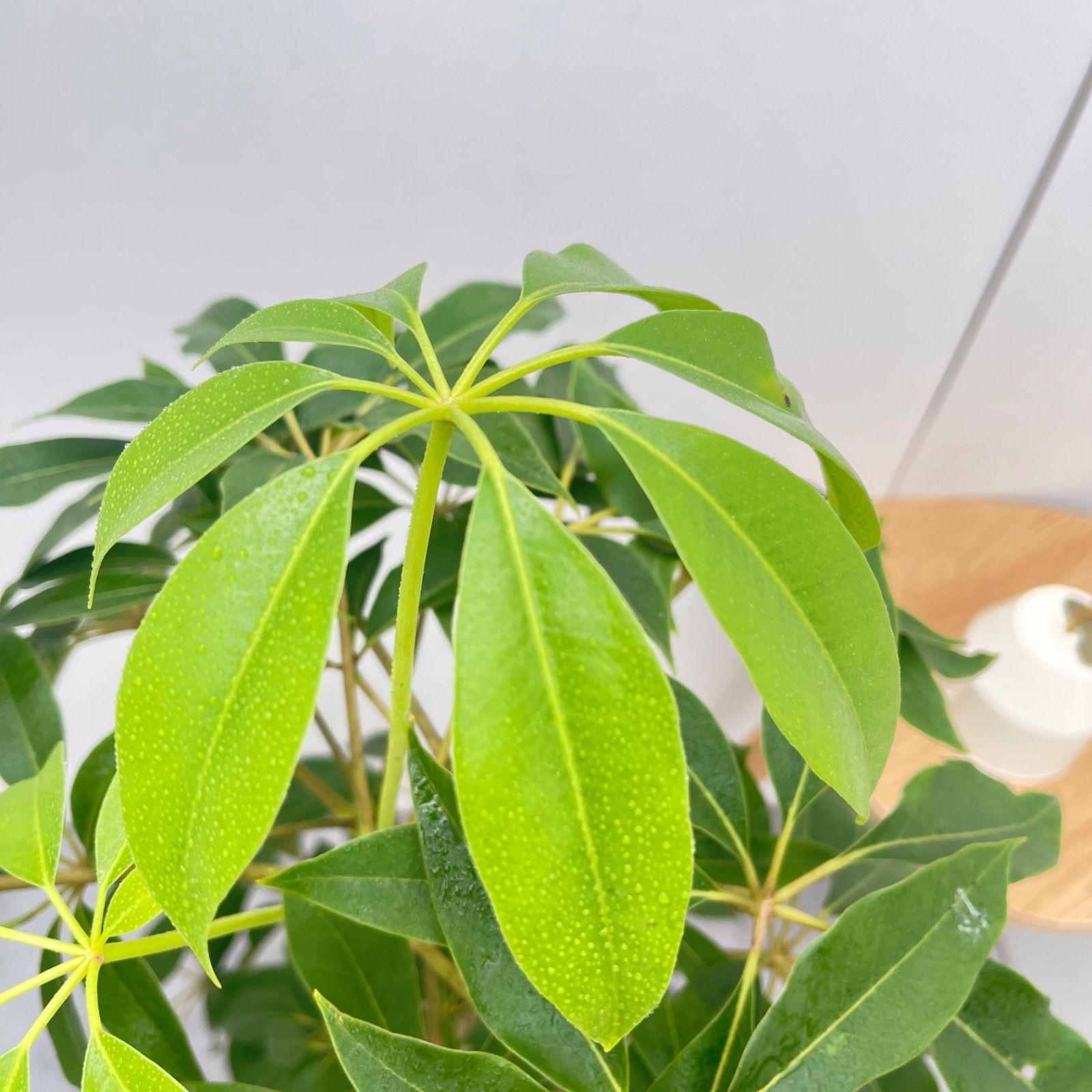 ツピタンサス　シェフレラ　ピュックレリ　35【現品】観葉植物　室内　大型 ツピタンサス シェフレラ ピュックレリ 7【現品】観葉植物 室内 大型