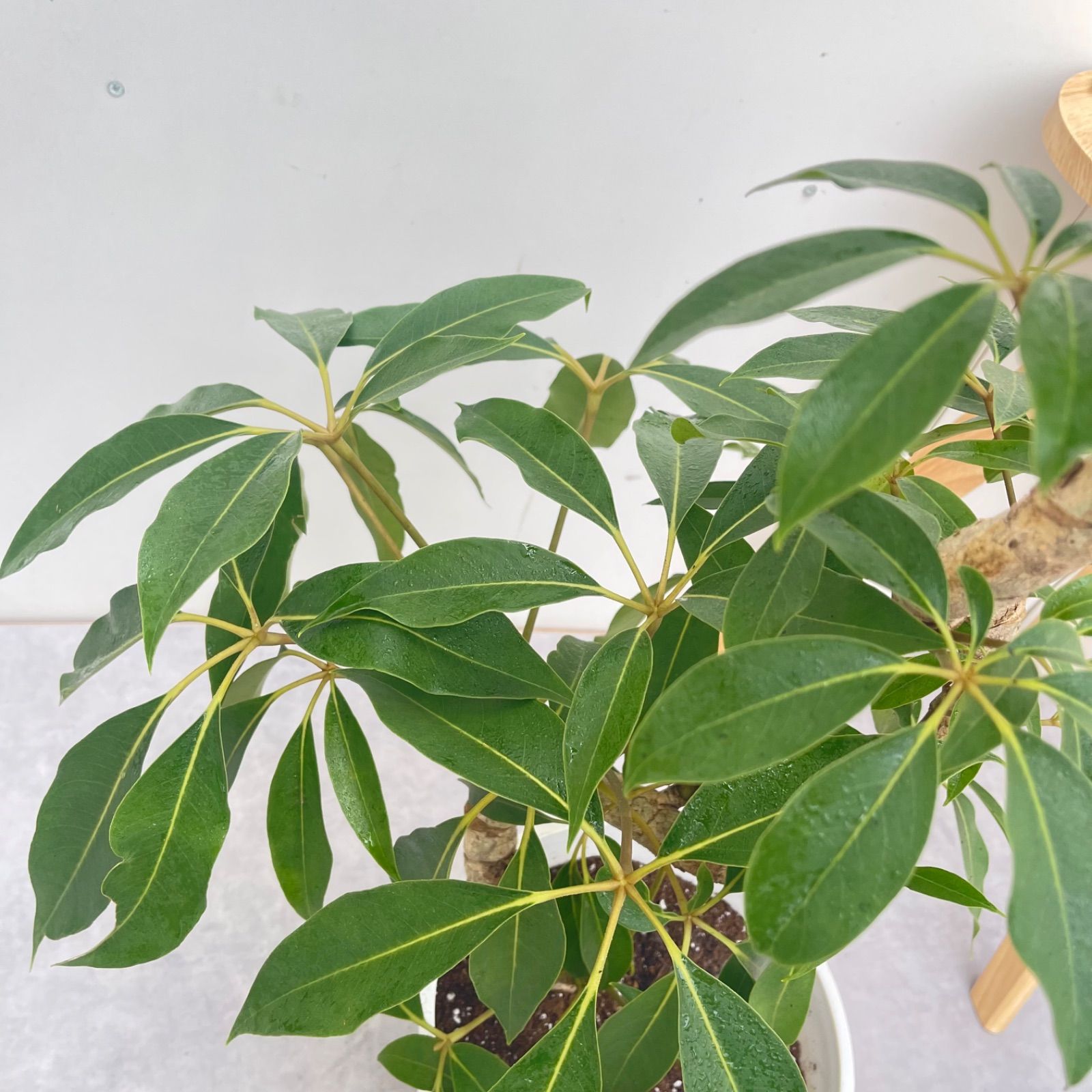 ツピタンサス シェフレラ ピュックレリ 7【現品】観葉植物 室内 大型
