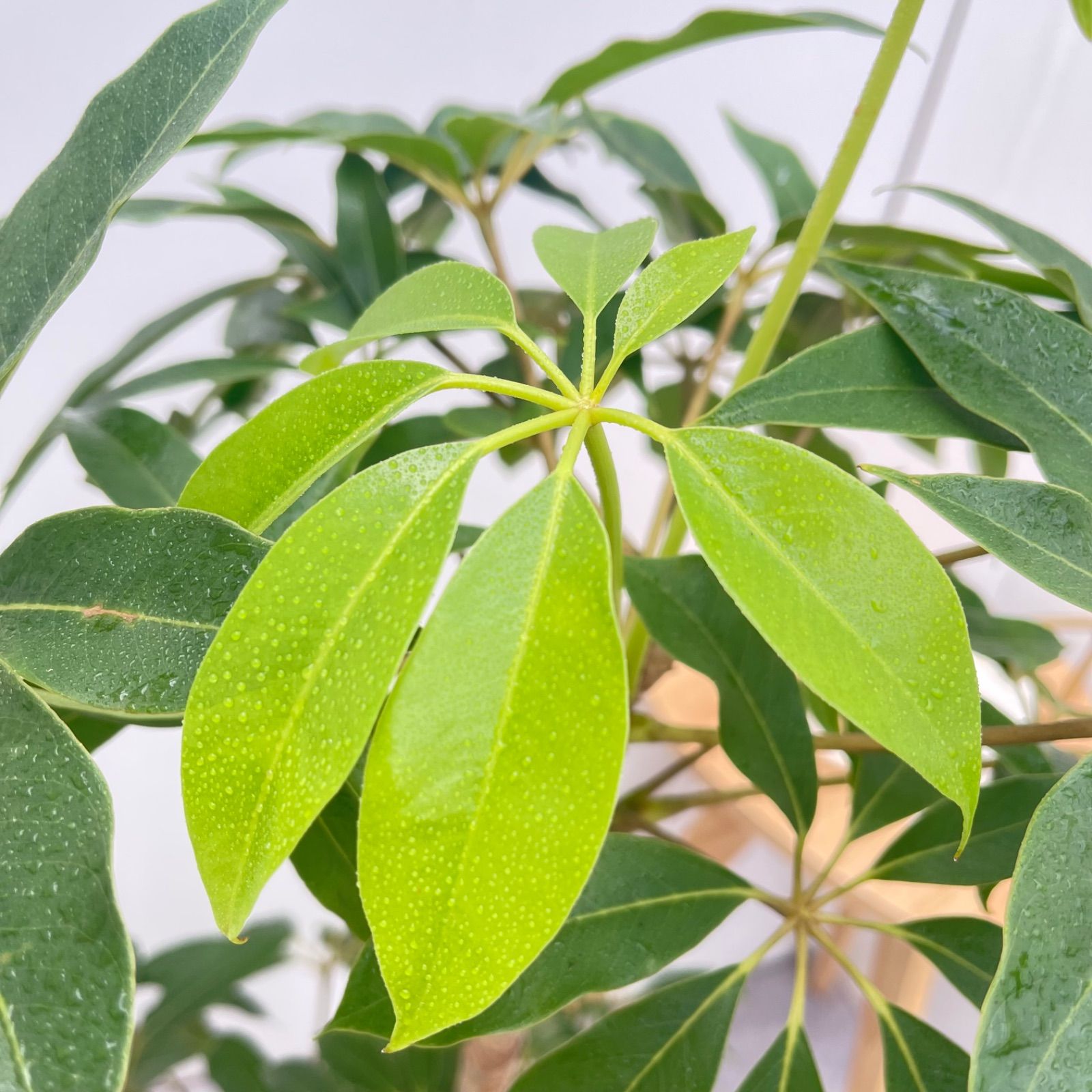 ツピタンサス シェフレラ ピュックレリ 7【現品】観葉植物 室内 大型