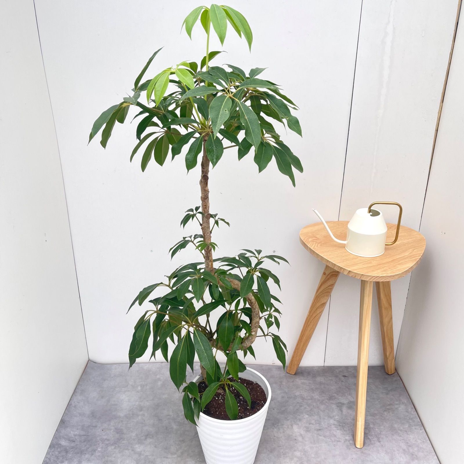 ツピタンサス　シェフレラ　ピュックレリ　7【現品】観葉植物　室内　大型 ツピタンサス シェフレラ ピュックレリ 7【現品】観葉植物 室内 大型