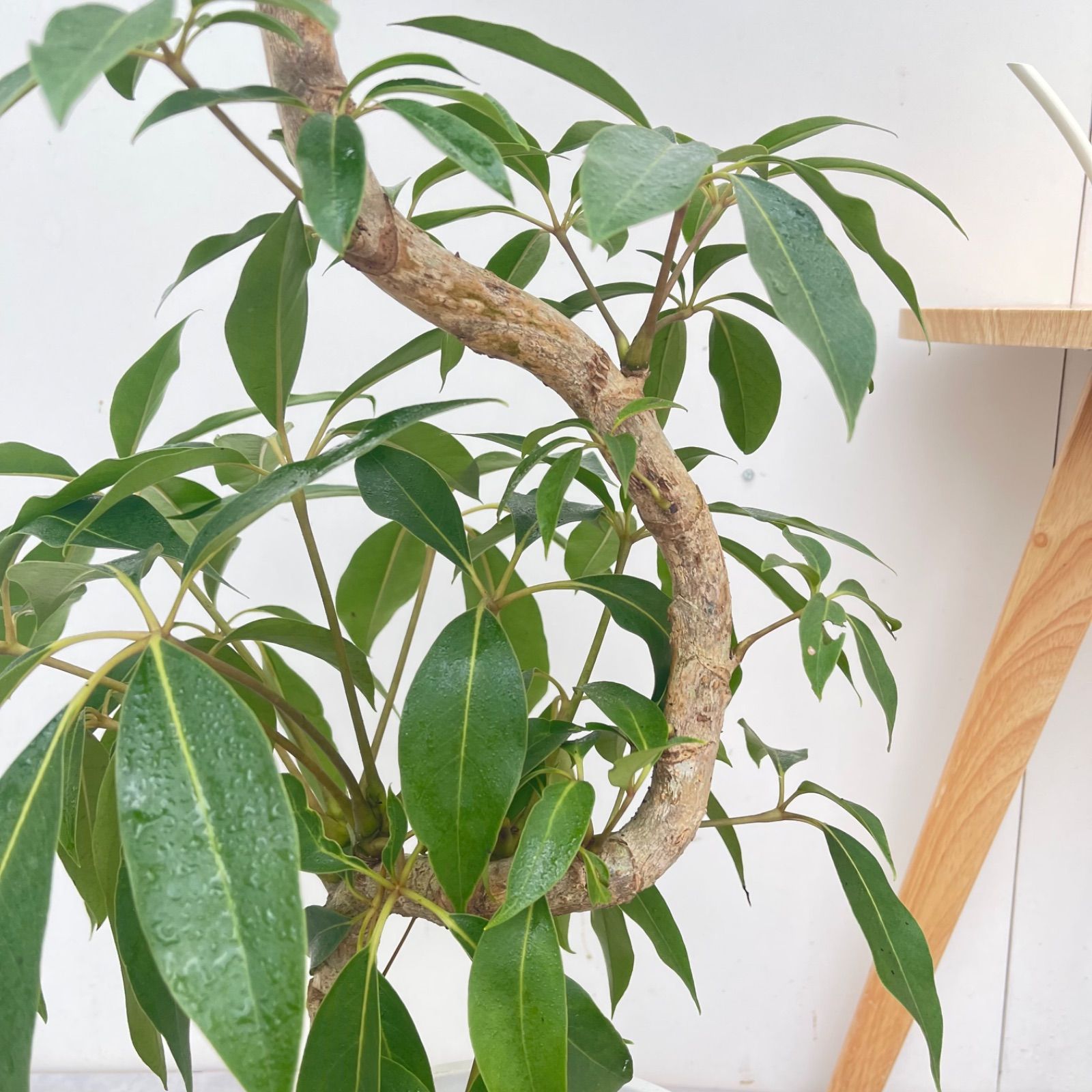 ツピタンサス シェフレラ ピュックレリ 7【現品】観葉植物 室内 大型