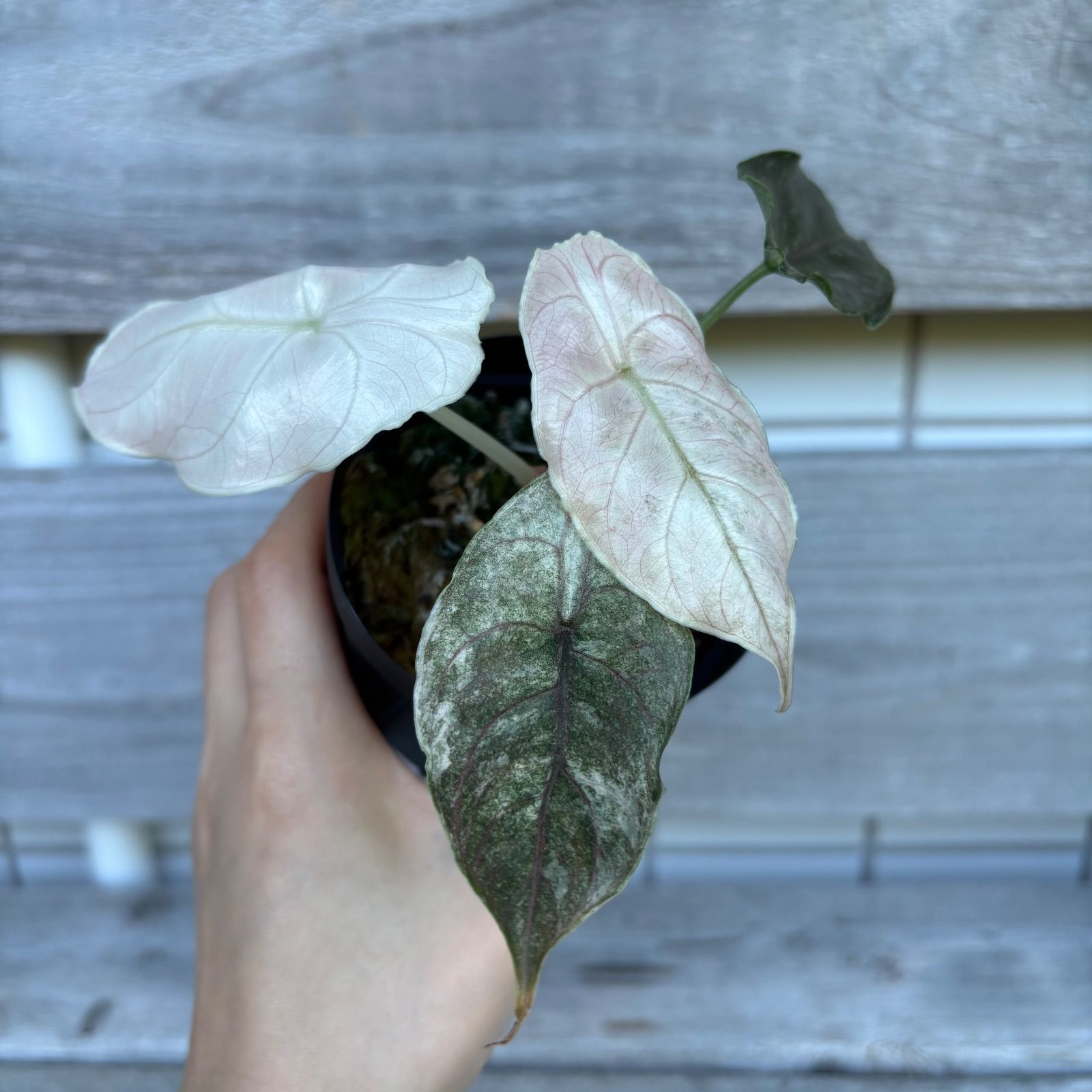 Alocasia Azlanii pink-albo アロカシア アズラニー ピンクアルボ
