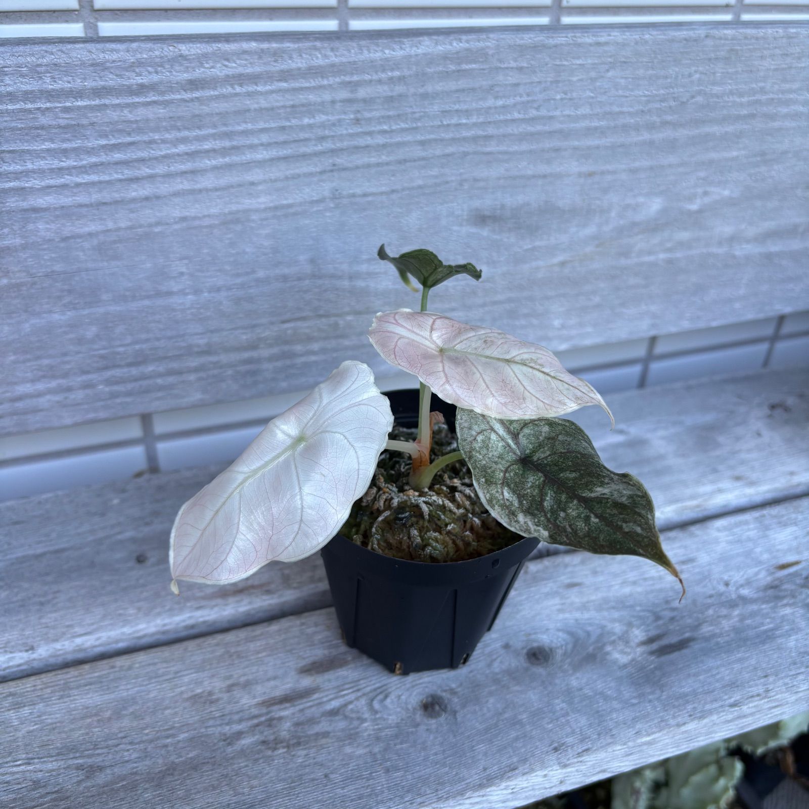 Alocasia Azlanii pink-albo アロカシア アズラニー ピンクアルボ
