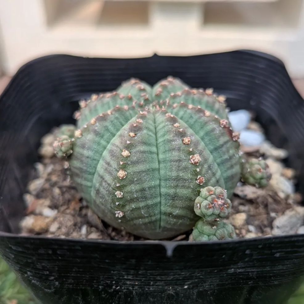多肉植物ユーフォルビア シンメトリカ子吹き - メルカリ