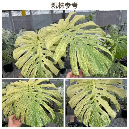JolieNursery（ジョリーナーセリー）斑入りモンステラ ホワイト