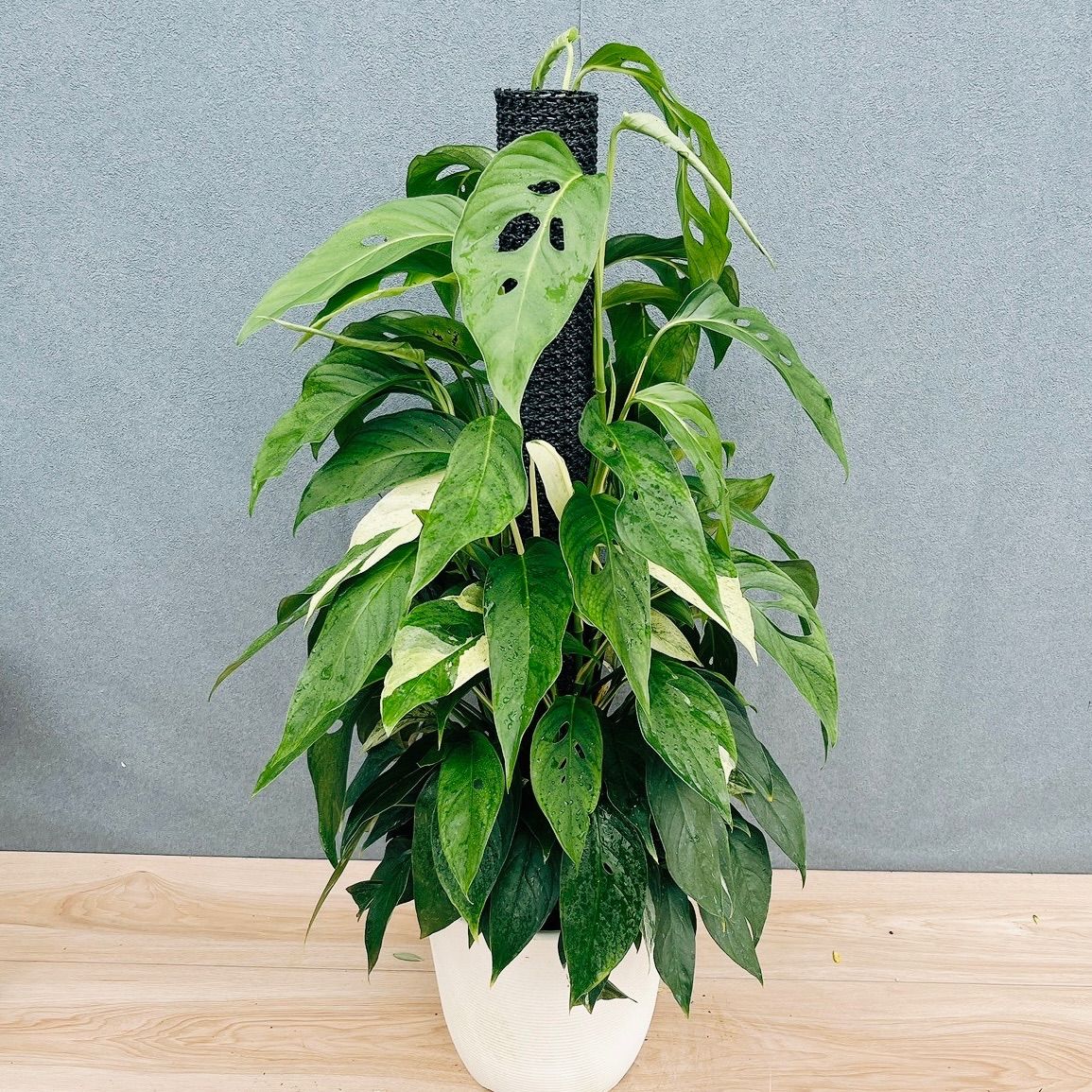 ［現品］33番　モンステラ　ラニアータ　斑入り　8号　観葉植物　室内　かわいい　綺麗　受け皿付き　マドカズラ 7,700円