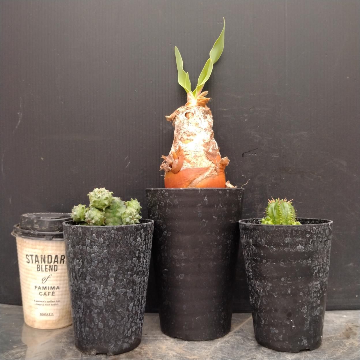 塊根植物　4点セット H004 「イベント品」3株セット B.ディスティチャ など 塊根+多肉植物