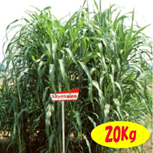 カネコ種苗　スダックス緑肥用　20Kg 21,700円