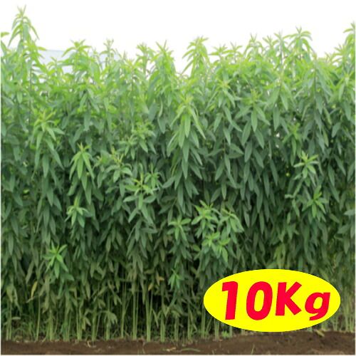 カネコ種苗　クロタラリア　10Kg 14,585円