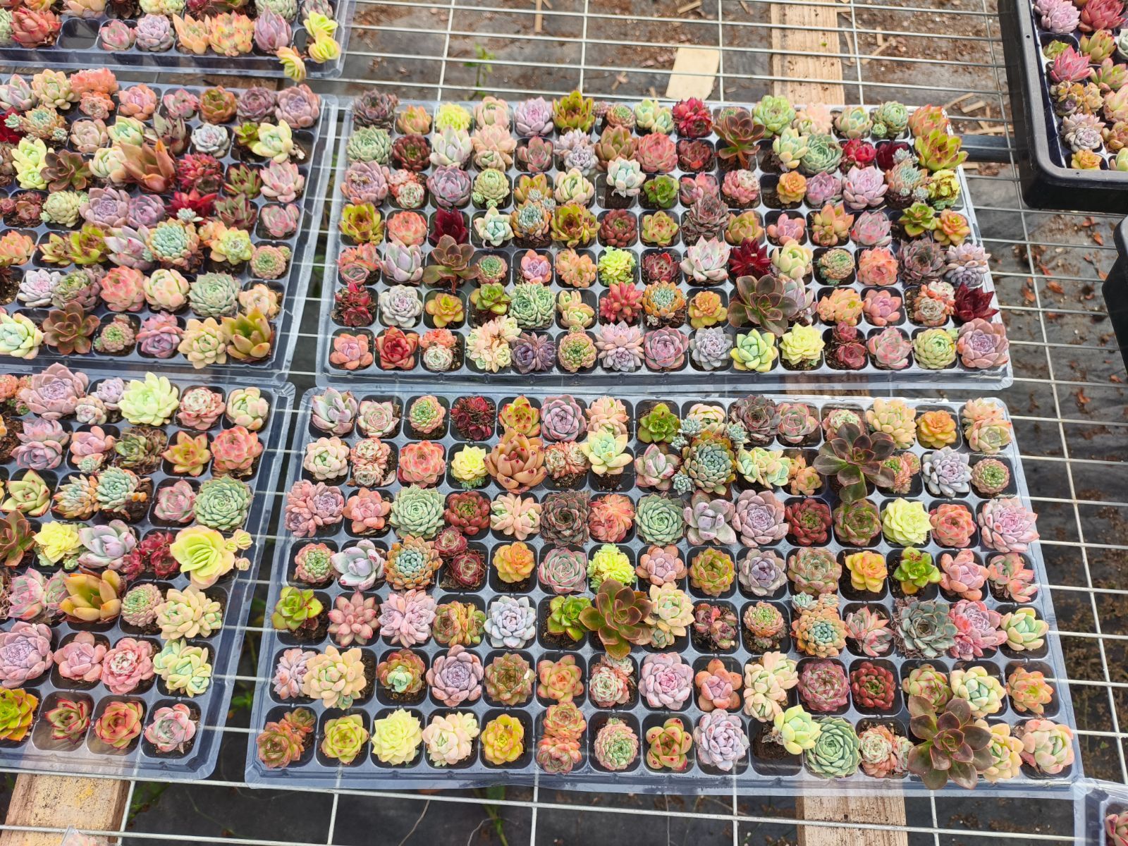 在庫処分【土と根付き105苗セット】多肉植物の大満足パック！佐川発送