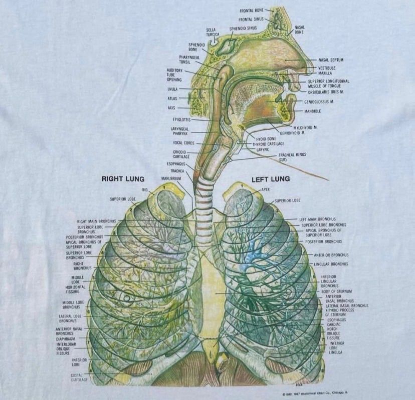 87’s Anatomical Chat.co t-shirt