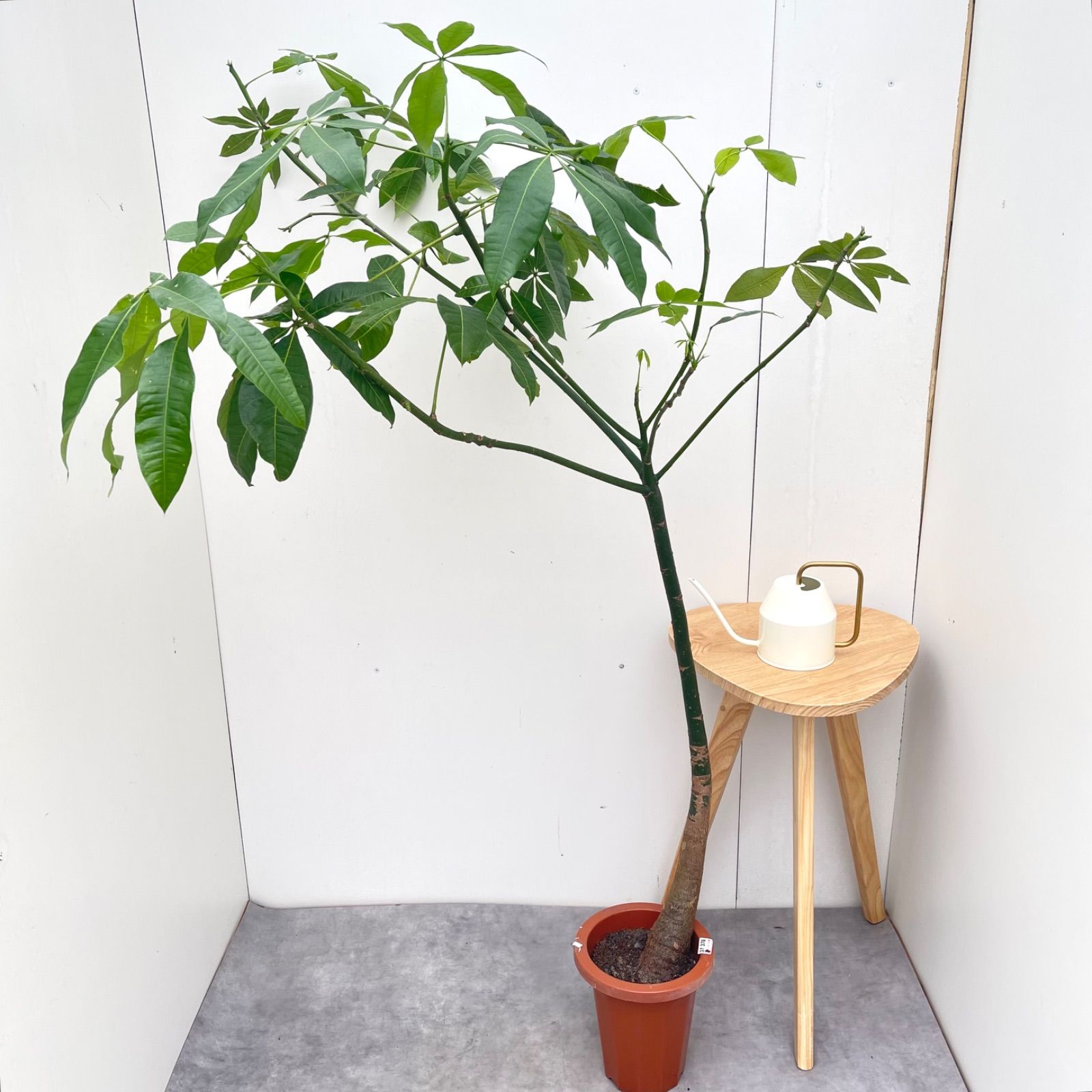 ※売約済※パキラ　実生　56【現品】観葉植物　室内　7号 7,980円