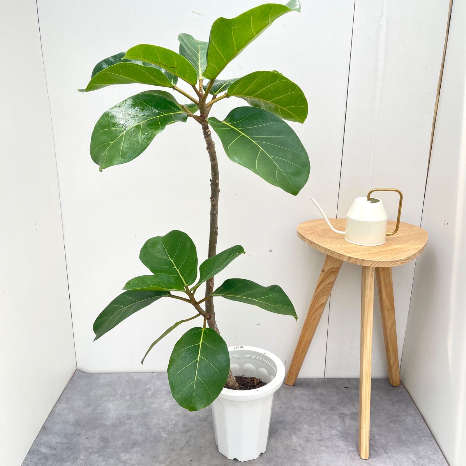 フィカス　アフリカンプリンス【現品】☆希少☆ 観葉植物　室内　大型 9,240円