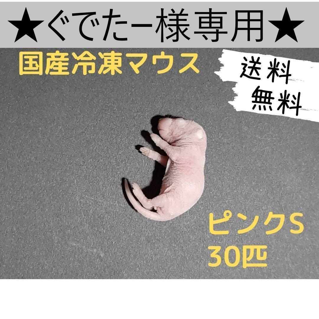 ☆ゆき Y's studio☆国産 冷凍マウス リクエスト品 ☆ゆき Y's studio