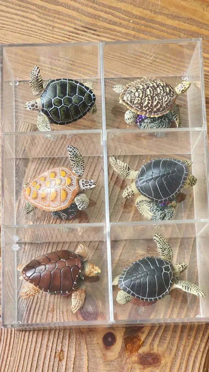 カメ ミニ フィギュア 6種 セット