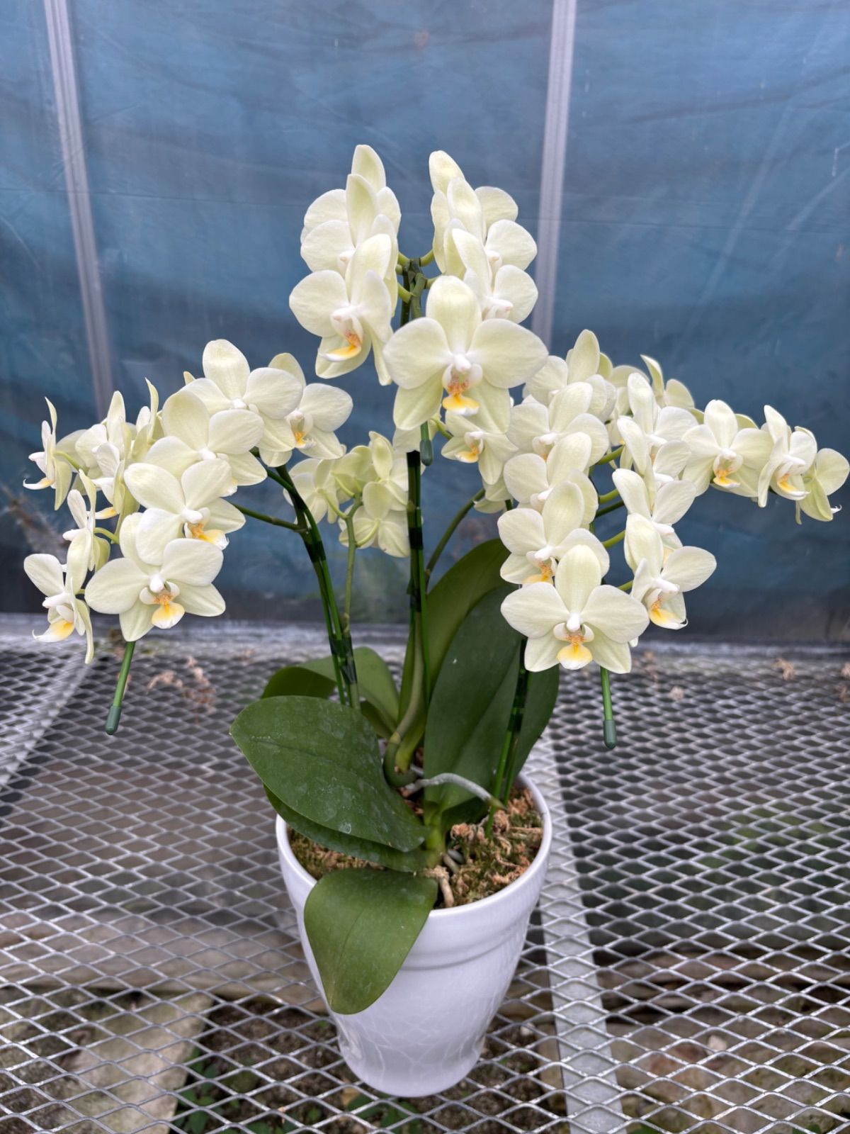 ミディー胡蝶蘭　タニータニー3株　メルカリ便 訳あり品 ミディ胡蝶蘭満開花付き - メルカリ