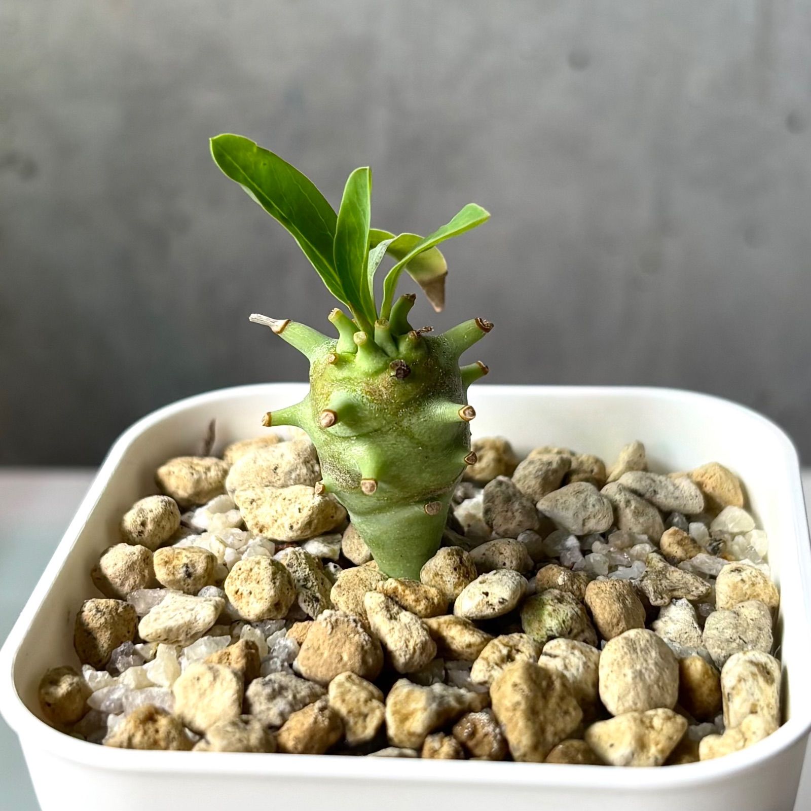 Euphorbia longituberculosa / ユーフォルビア ロンギツベルクローサ
