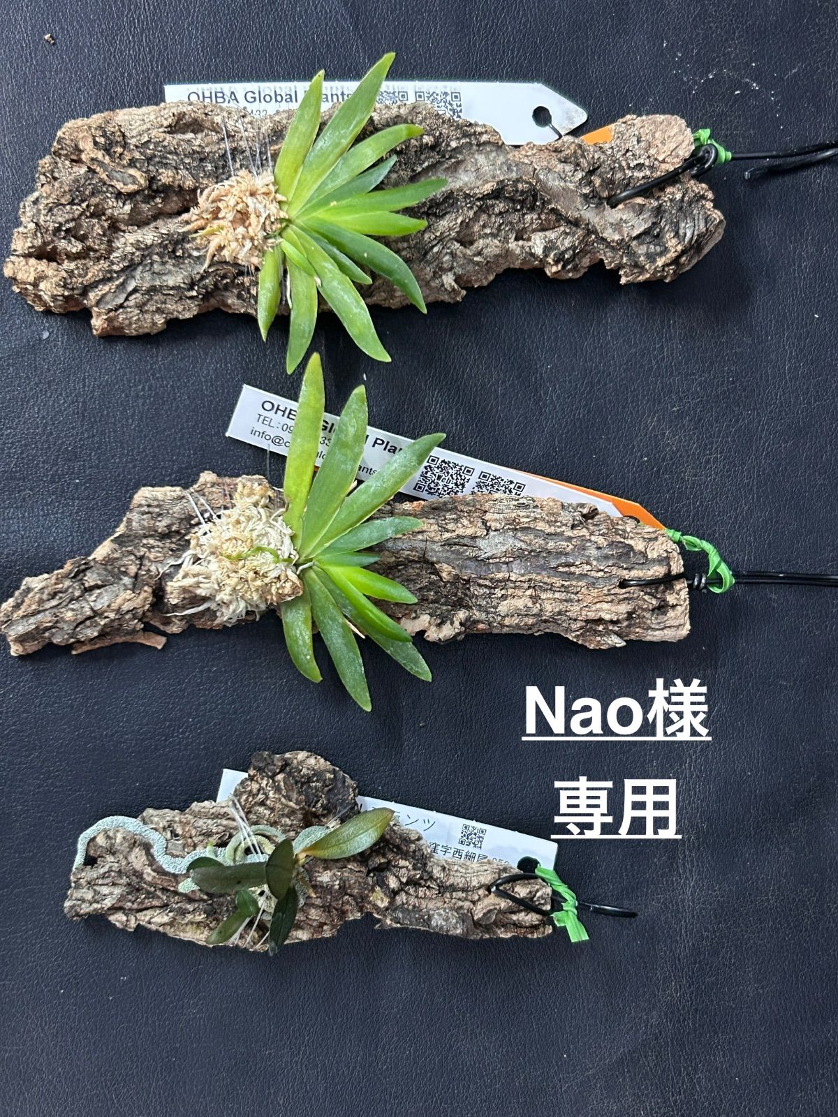 〈Nao様専用〉Erycina pusilla Angcm.curnowianum