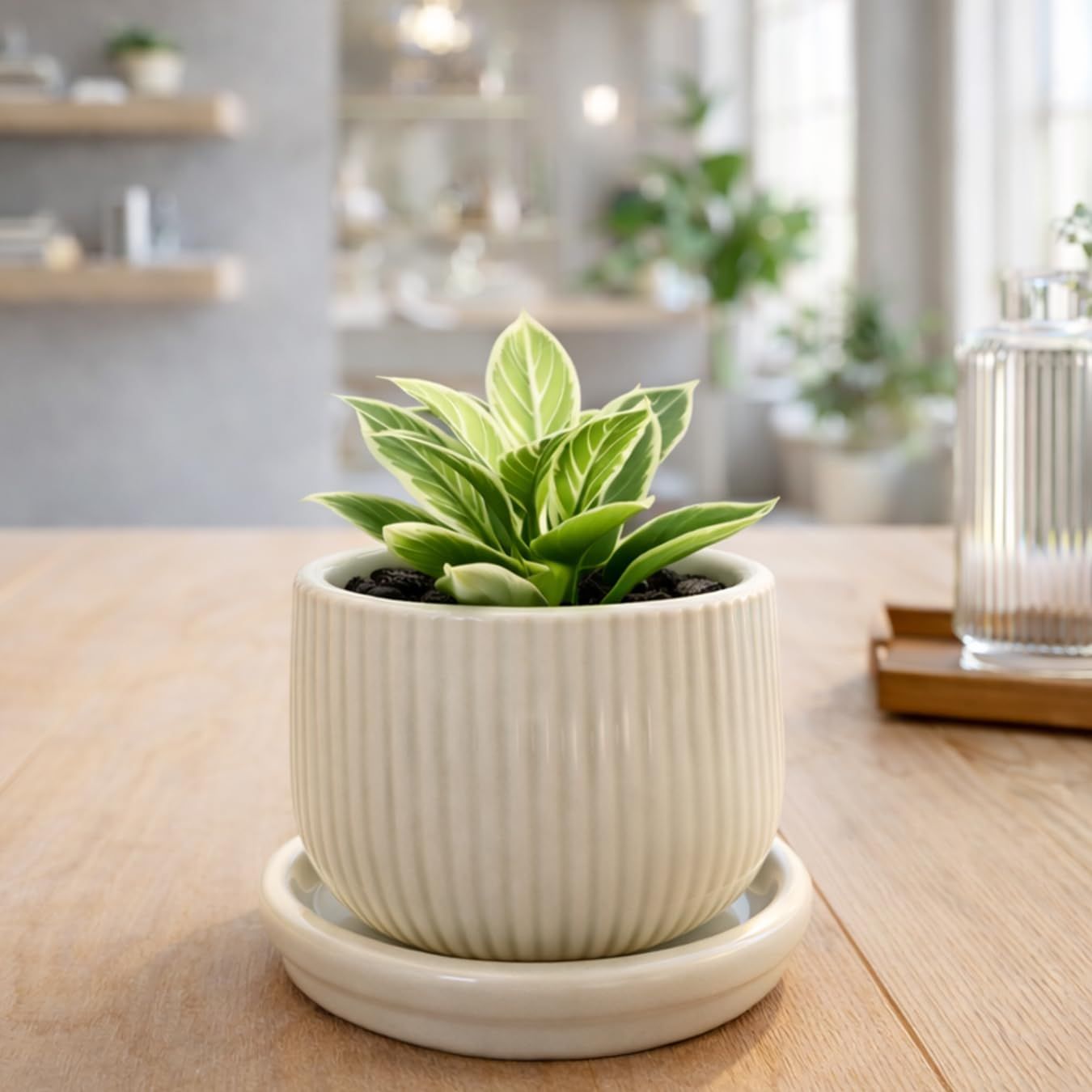 フィロデンドロン バーキン コンパクタ 矮性タイプ 希少種 斑入り 観葉植物 陶器鉢 おしゃれ ミニ 卓上 室内 hananicoｍａ