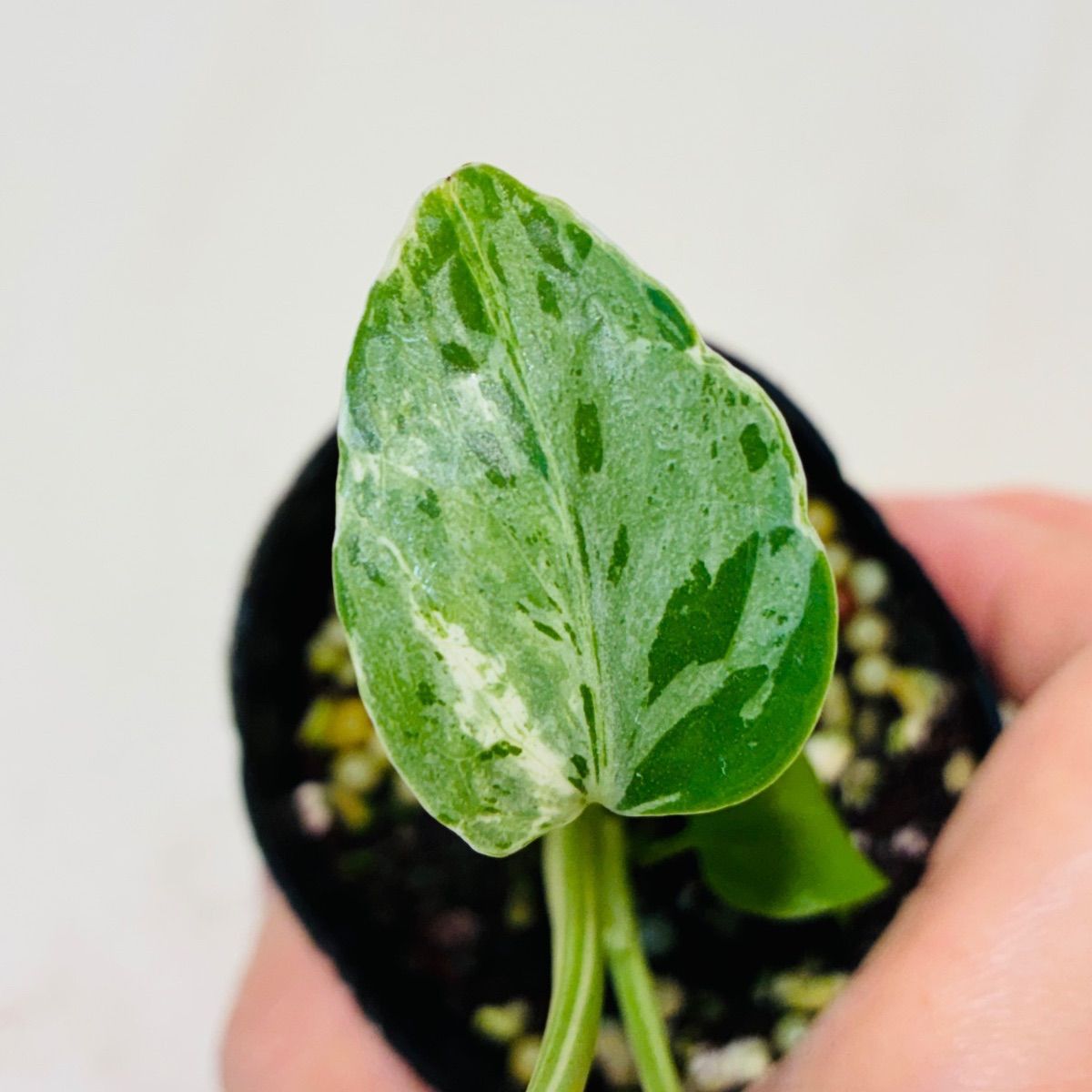 Monstera deliciosa “Bulbasaur” バルバソー/ベトシオーサ TC株・順化